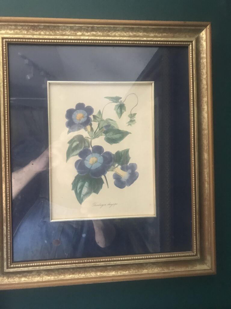 Thunbergia chrysops 14.5" x 16.5"